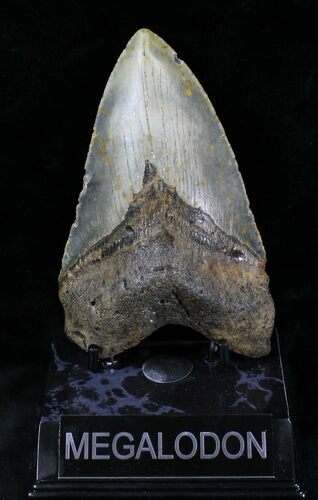 Large Megalodon Tooth - North Carolina #28334